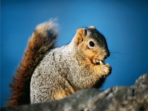 squirrel