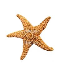 starfish